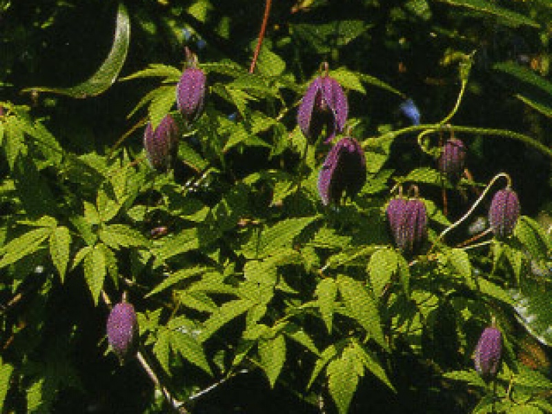 Clematis