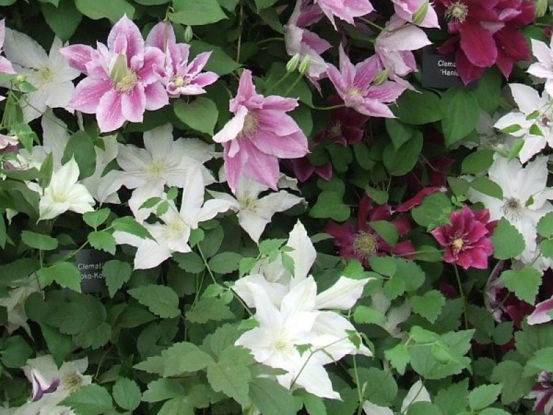 Клематис Патенс