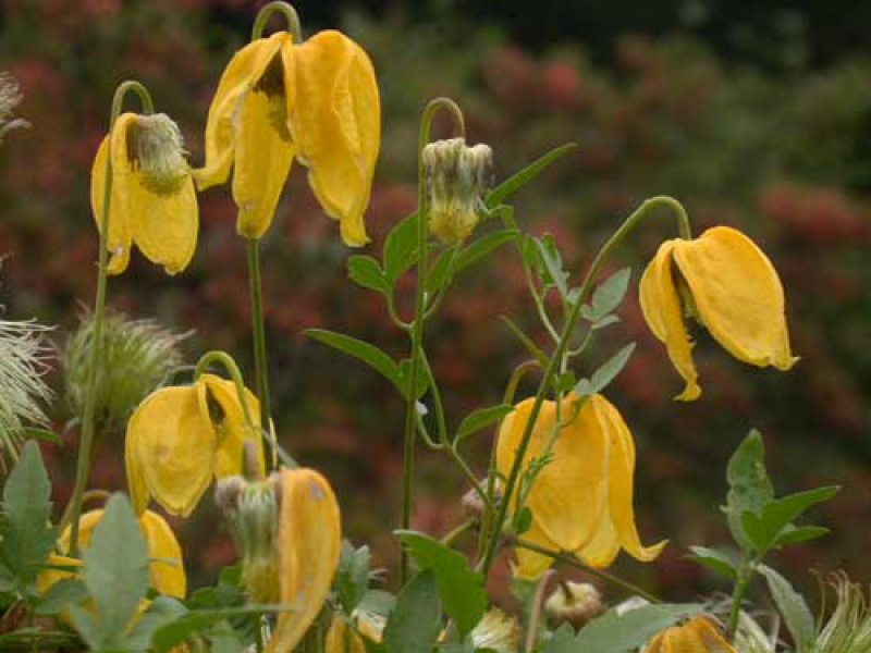 Ломонос золотистый