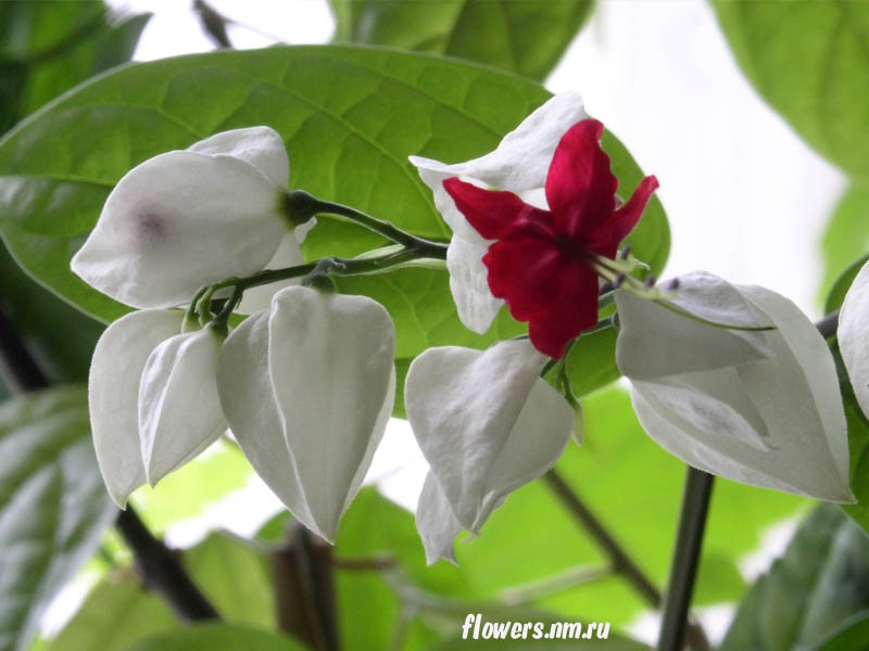 Клеродендрум