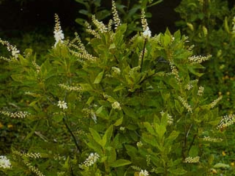 Clethra