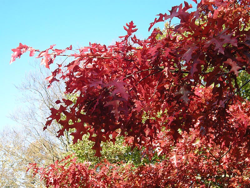Bright-red oak