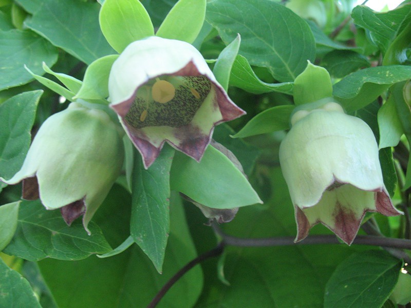 Кодонопсис