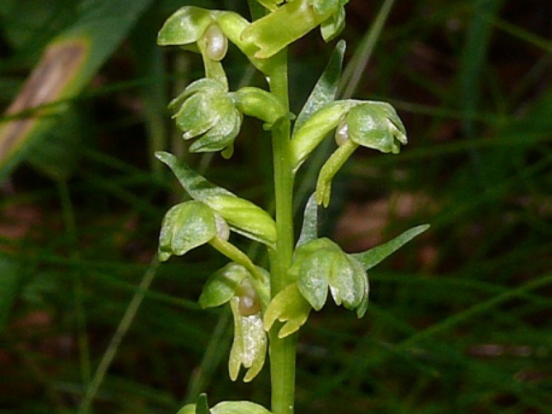 Пололепестник зеленый