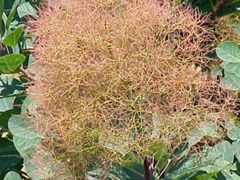 Smokebush