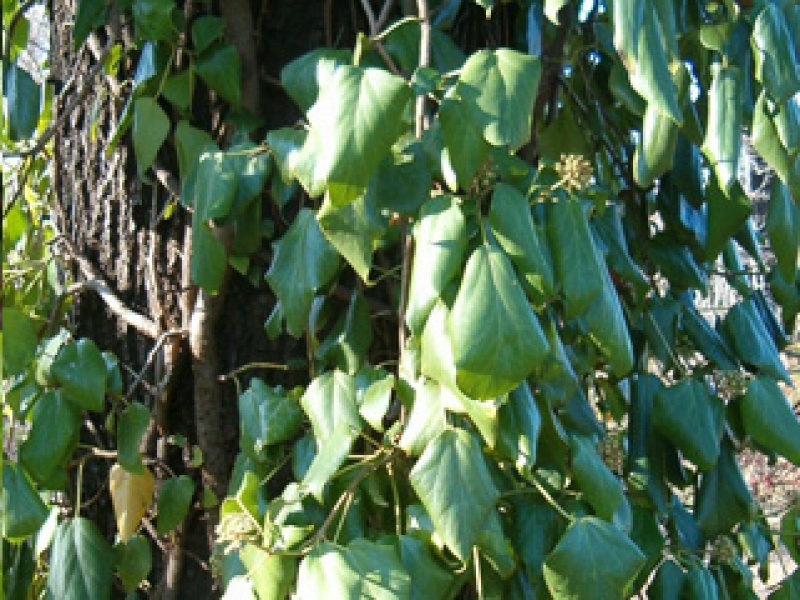 Caucasian ivy