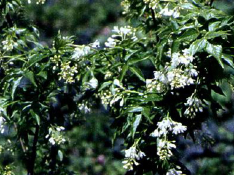 Клекачка колхидская