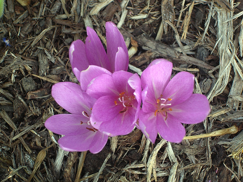 Безвременник или Колхикум