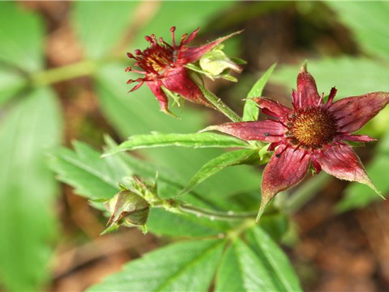 Сабельник болотный, или Лапчатка болотная