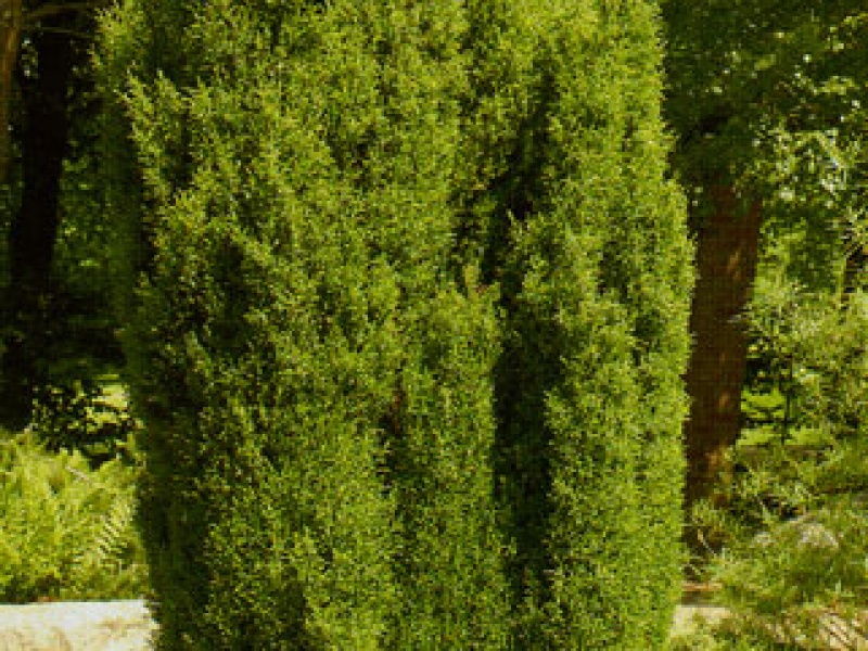 Swedish columnar juniper