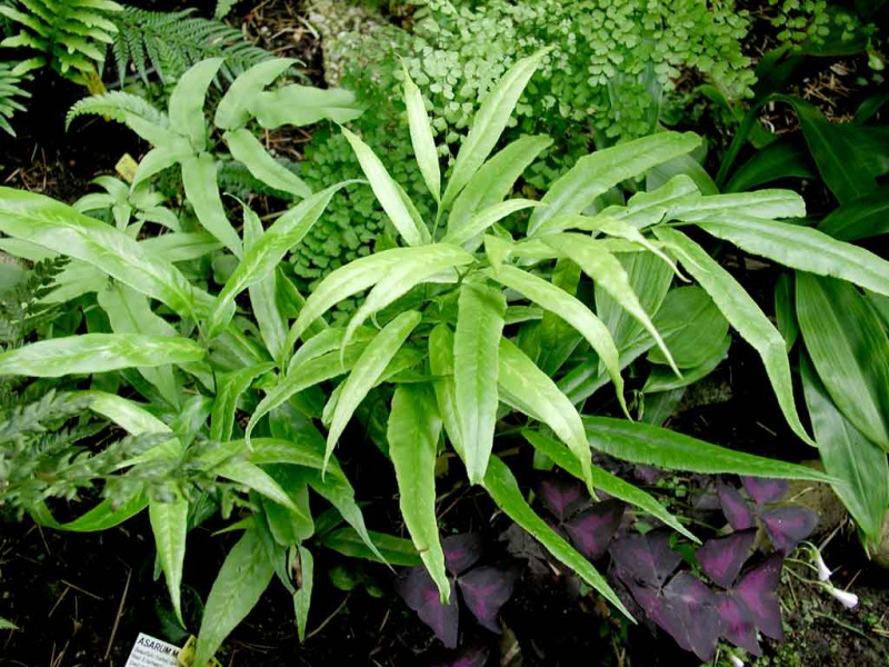 Кониограмма