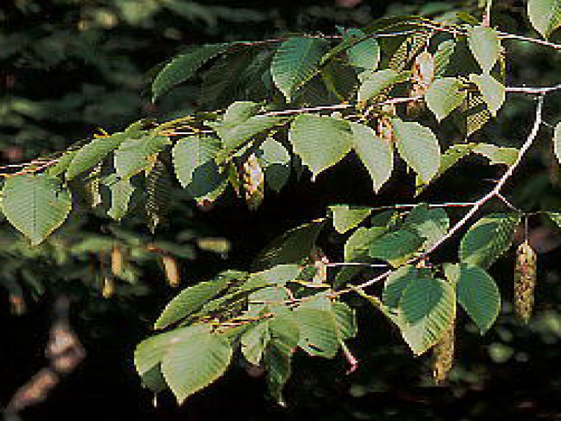 Граб сердцелистный