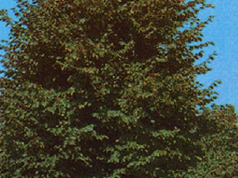 Small-leaved urban linden