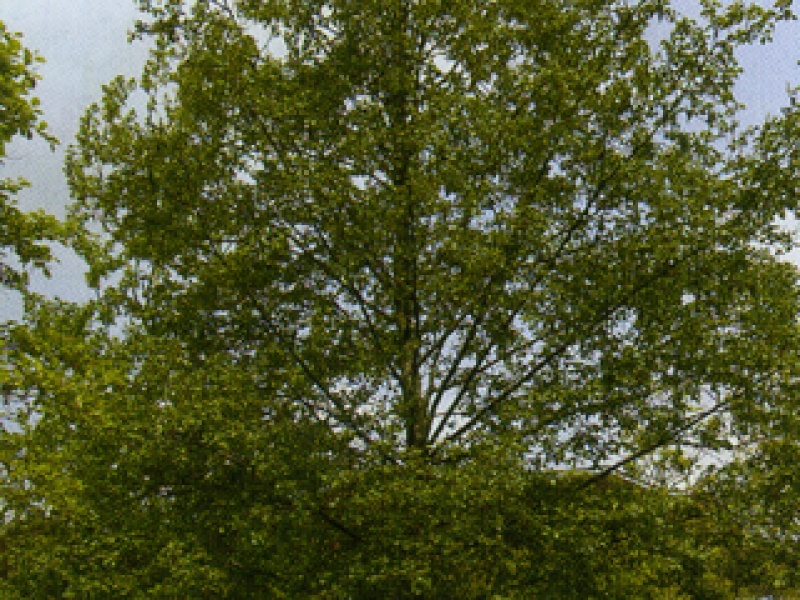 Italian alder
