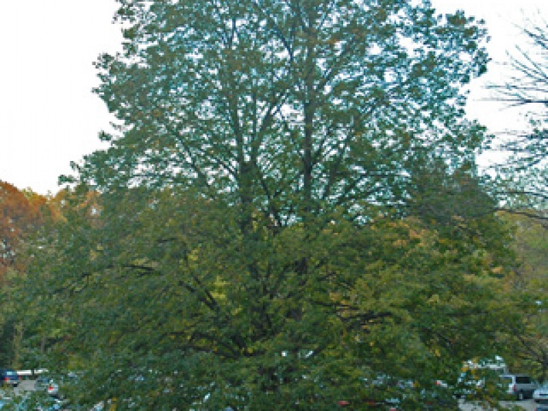 Липа мелколистная