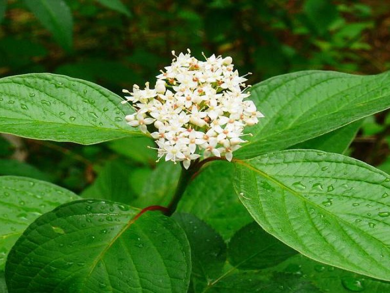 Дерен белый