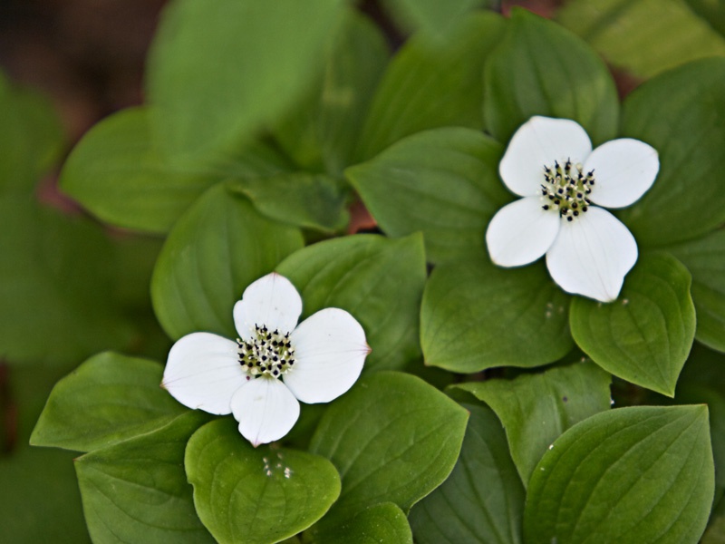 Дерен канадский