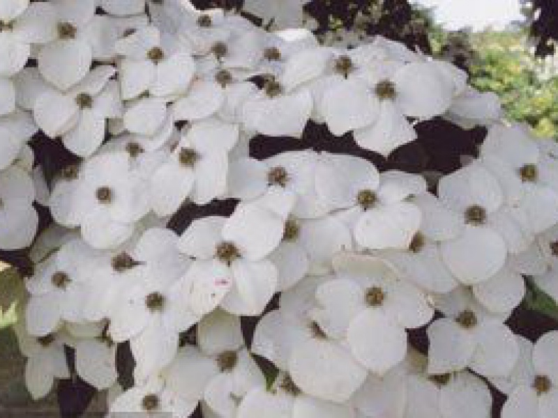 Дерен Коуза китайский