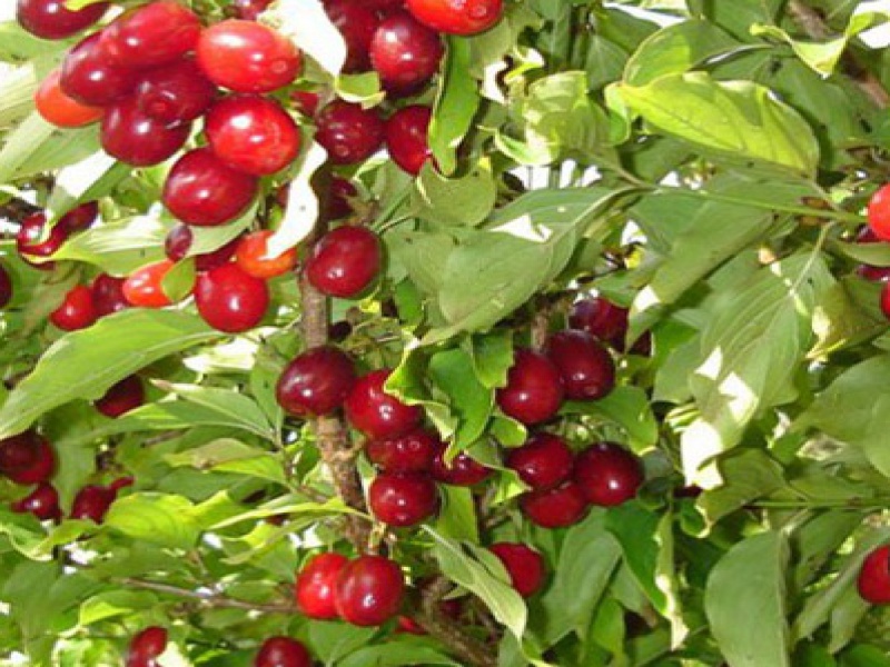 Cornelian cherry
