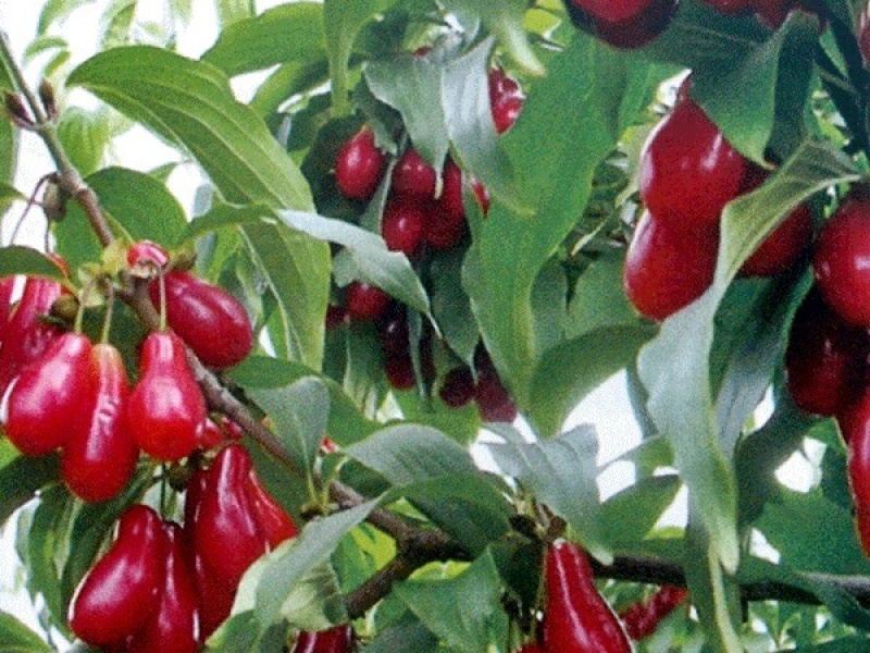 Кизил элегантный