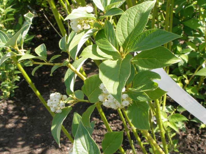 Дерен отпрысковый