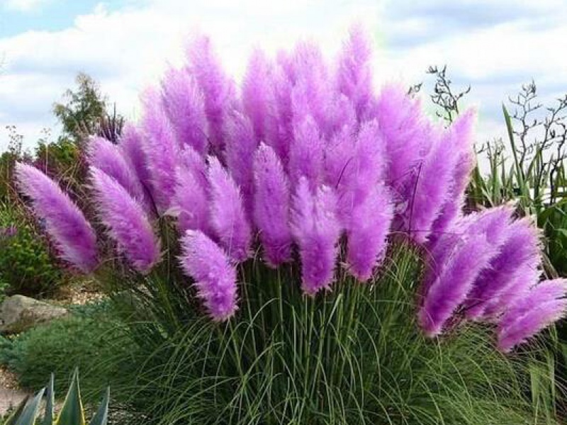 Кортадерия