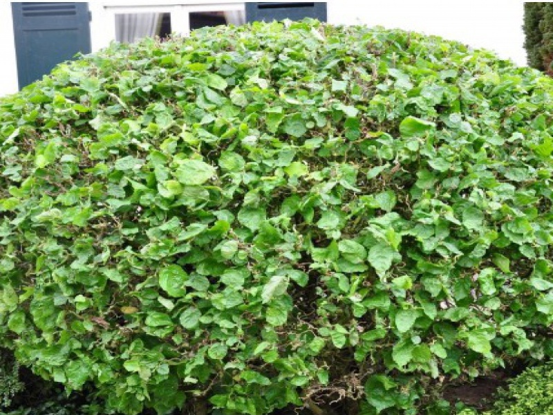 Лещина обыкновенная Конторта