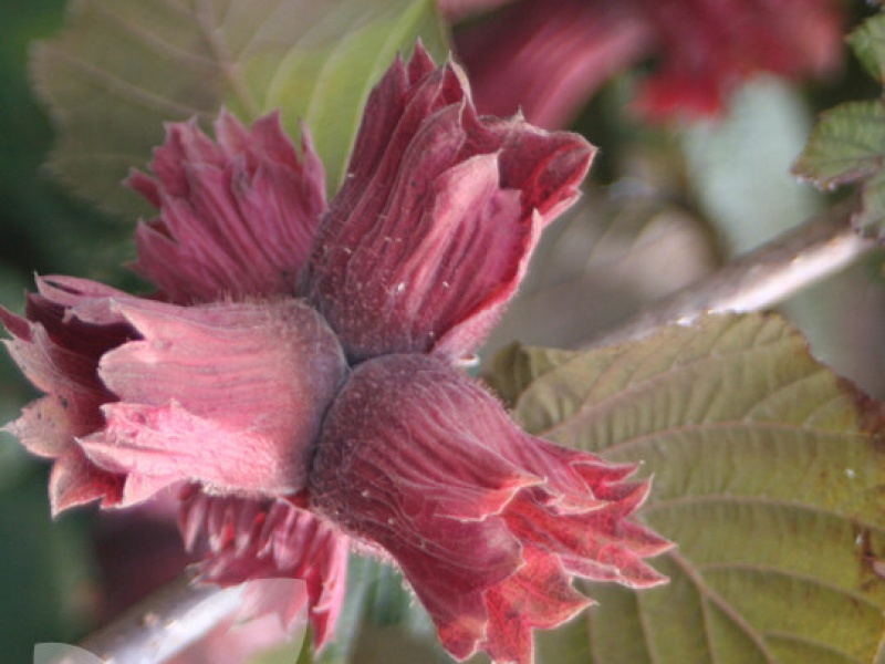 Лещина обыкновенная «Фускорубра»