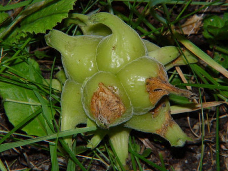 Лещина китайская