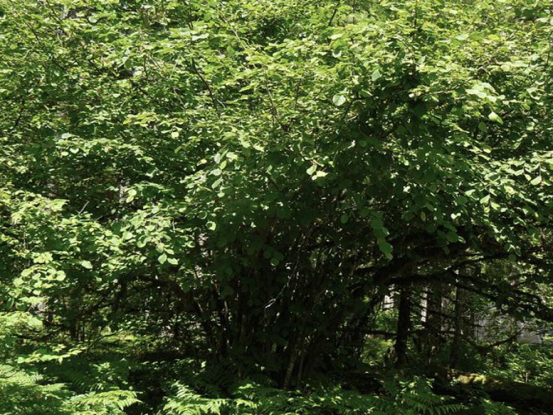 Лещина рогатая