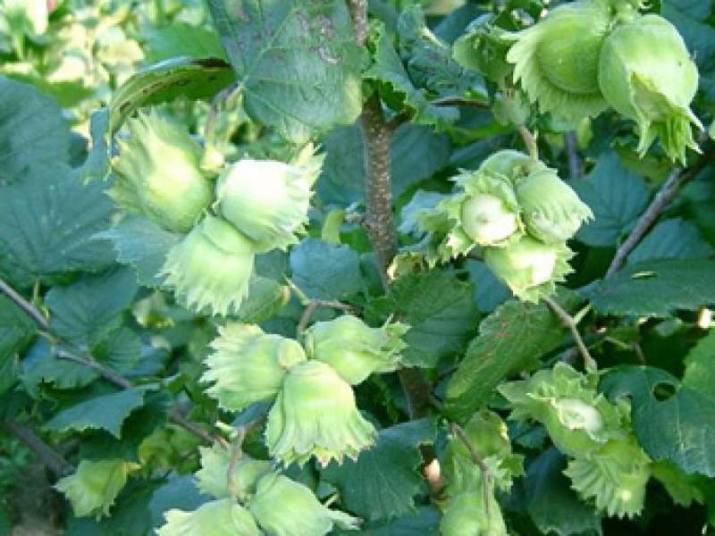 Лещина крупная