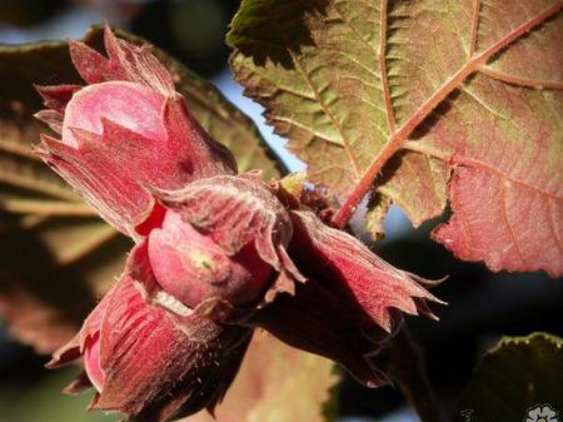 Large Hazel 'Purpurea'