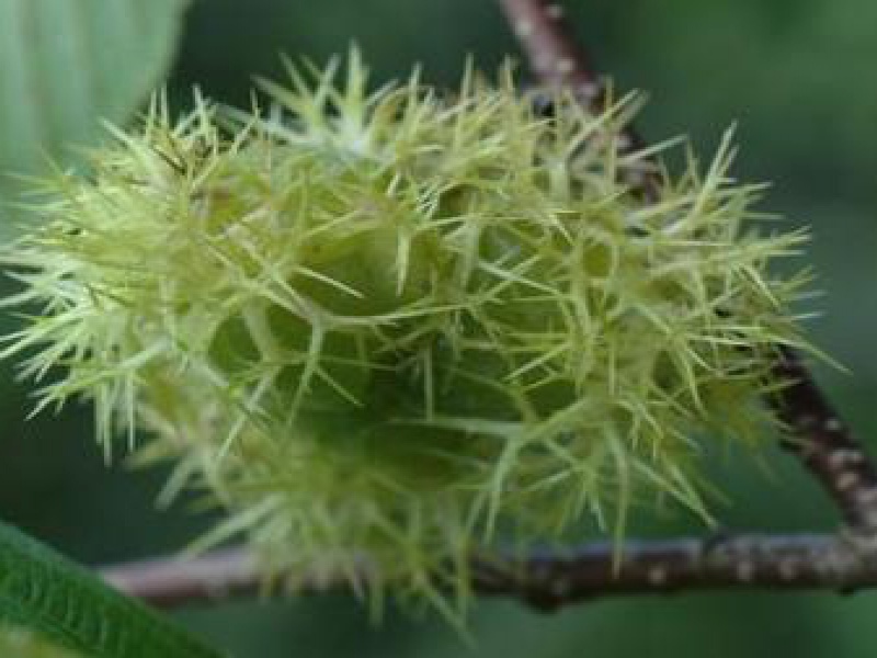 Лещина тибетская