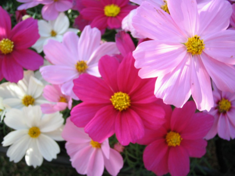 Космея, или Космос