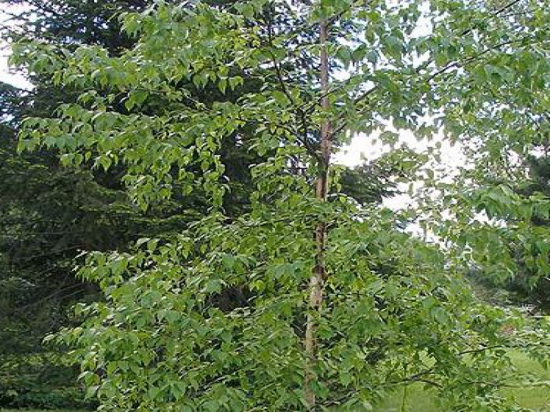 Береза ребристая