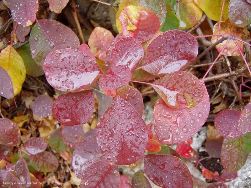 Котинус кожевный или скумпия