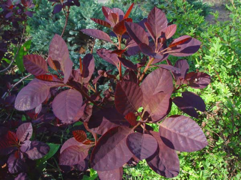 Скумпия кожевенная Royal Purple