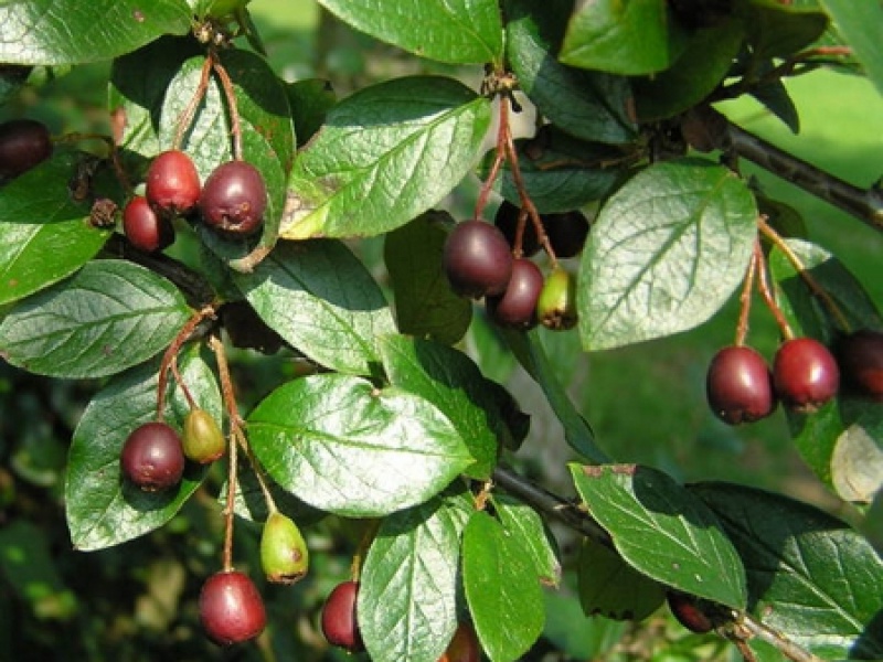 Sharp-leaved cotoneaster