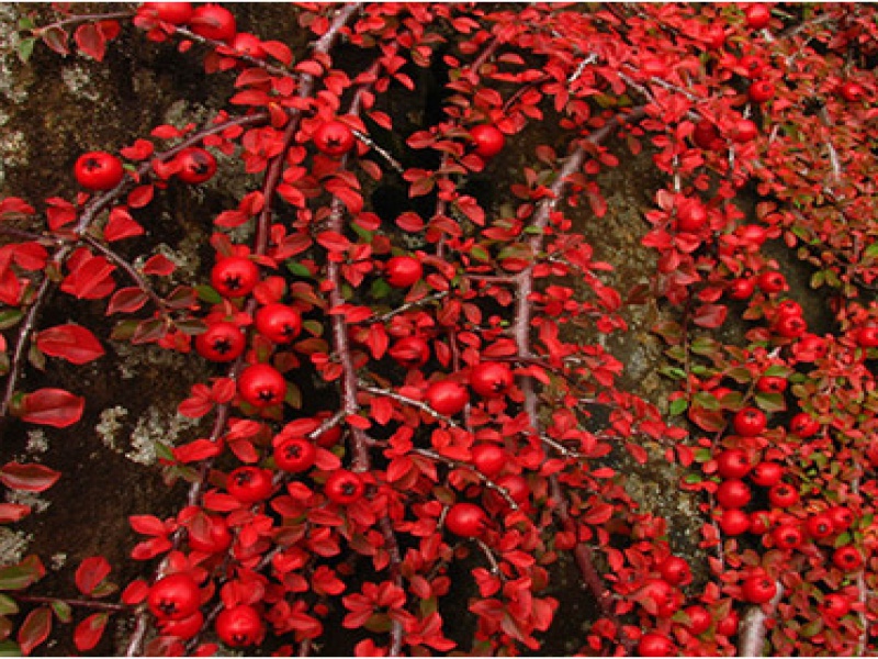 Кизильник прижатый