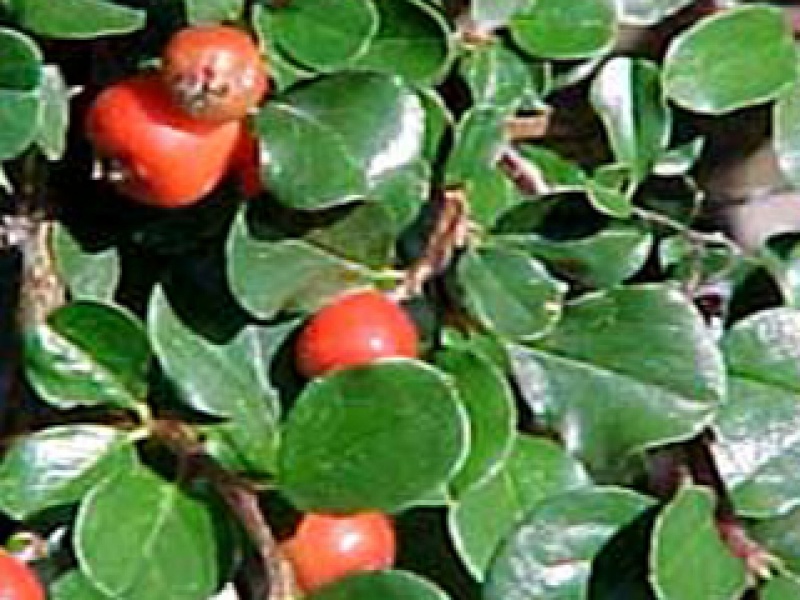 Creeping cotoneaster