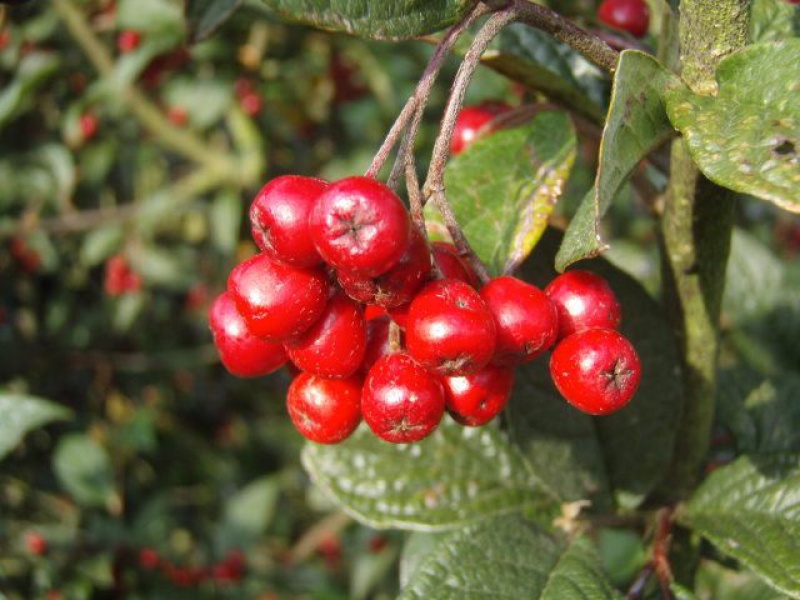 Кизильник пузырчатый