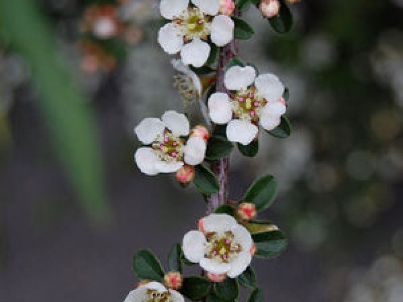 Кизильник заметный