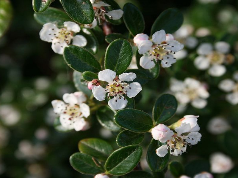 Кизильник Даммера