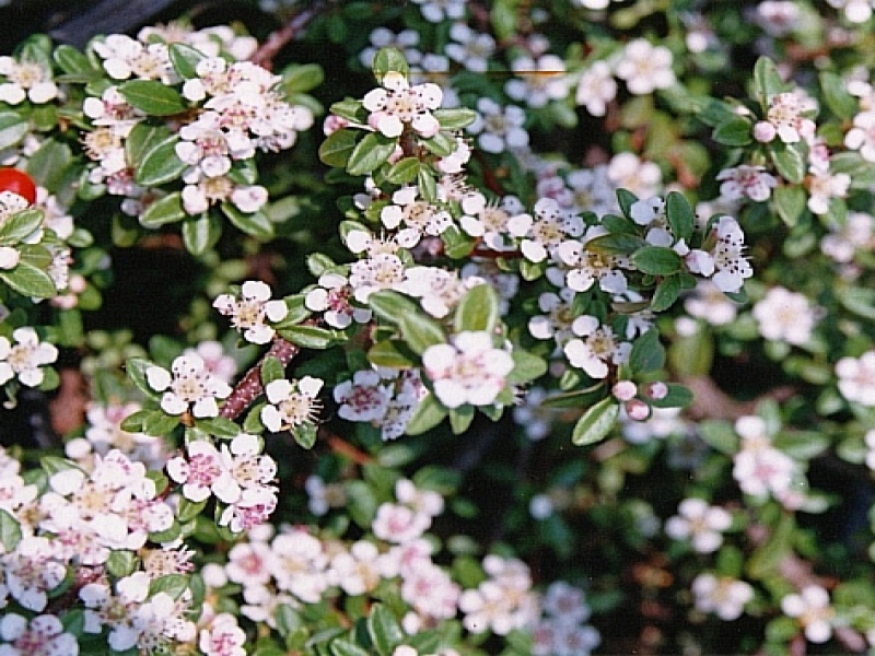Кизильник Даммера 'Coral Beauty'