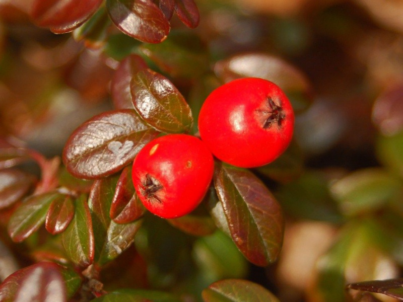 Кизильник Даммера укореняющийся