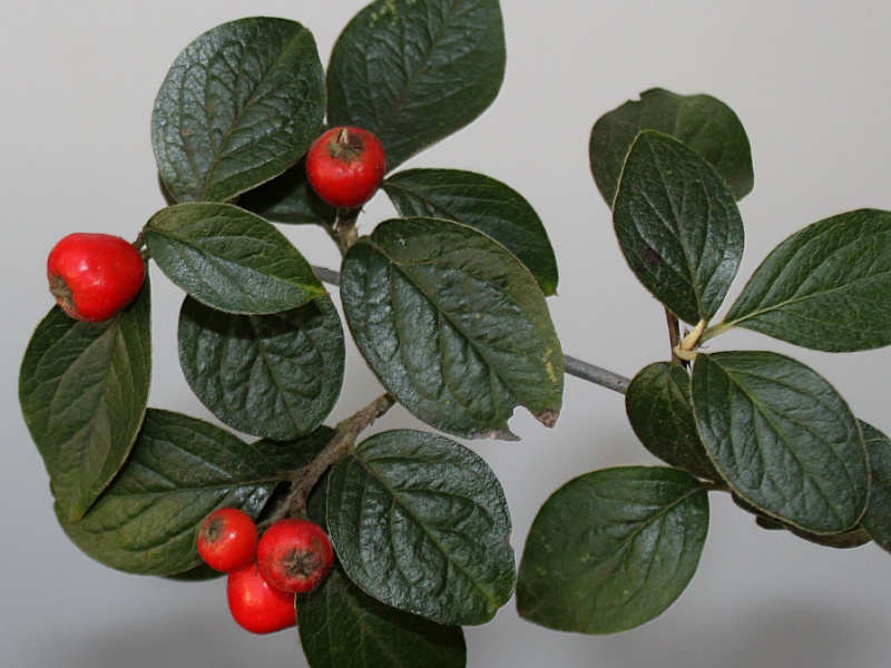 Grey cotoneaster