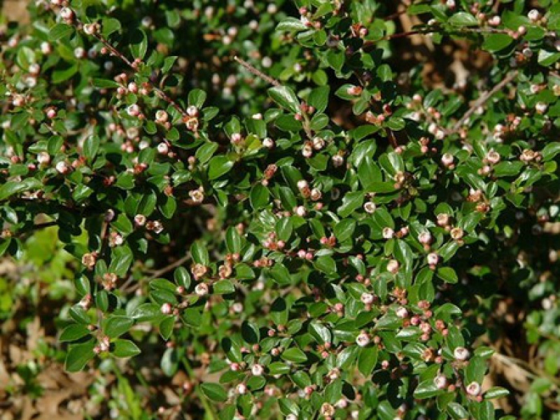 Spreading cotoneaster