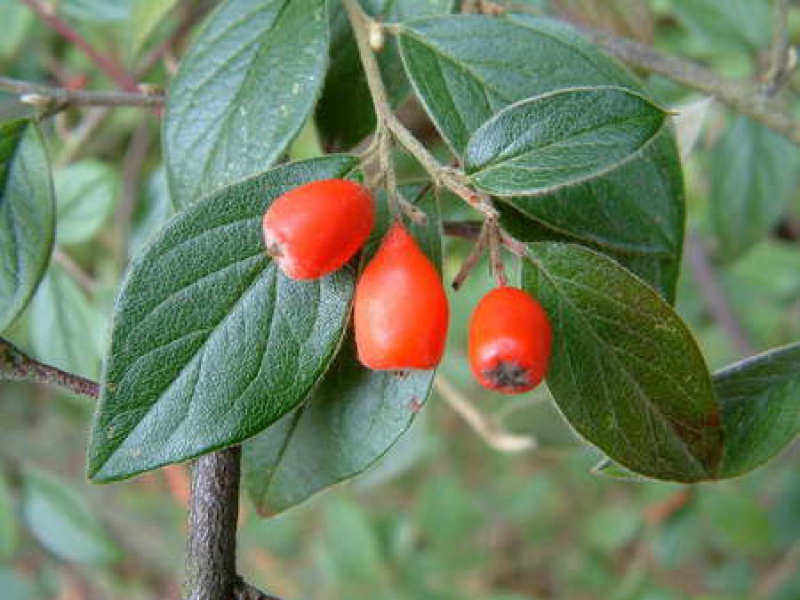Franchet's cotoneaster