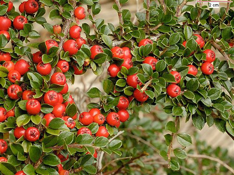 Кизильник горизонтальный