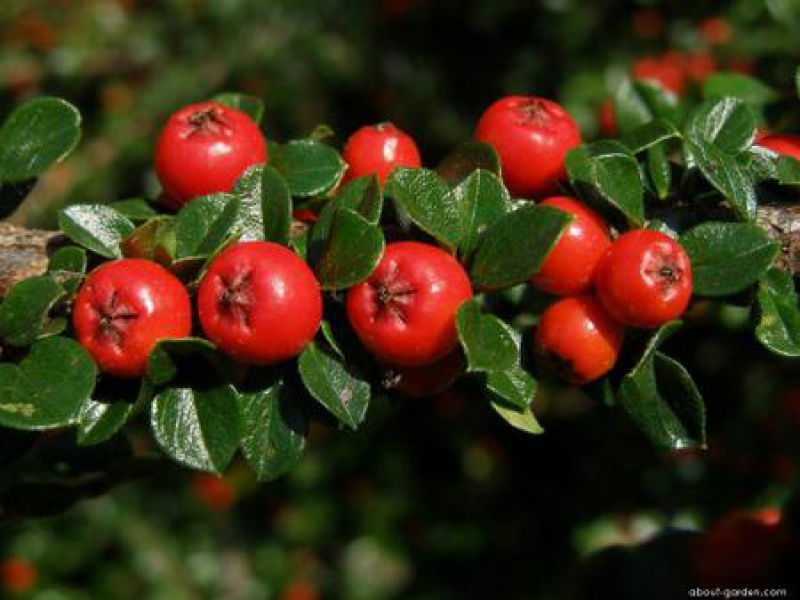 Horizontal cotoneaster